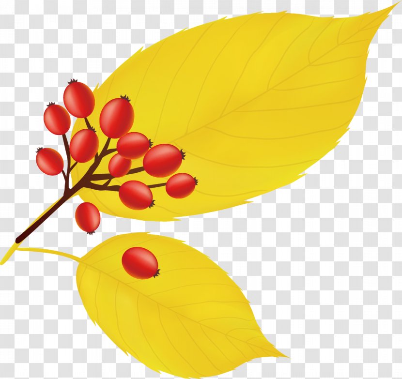 Yellow Maple Leaf Icon - Autumn Life Transparent PNG