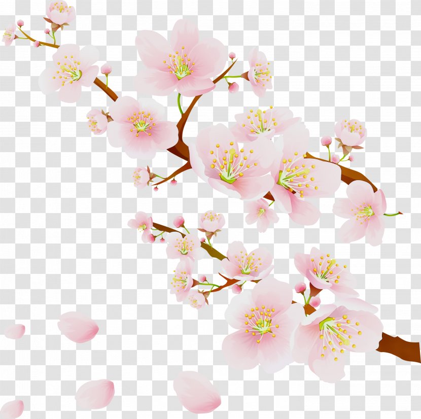 Watercolor Floral Background - Cherries - Pedicel Branch Transparent PNG