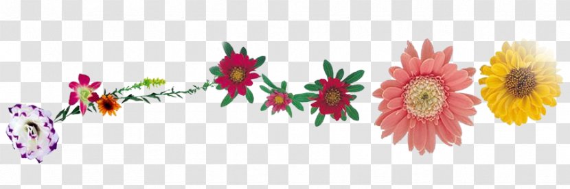 Desktop Wallpaper Clip Art - Chrysanths - Transvaal Daisy Transparent PNG