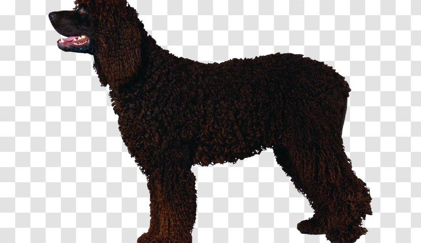 Irish Water Spaniel American Curly-coated Retriever Boykin Barbet - Poodle Dog Transparent PNG