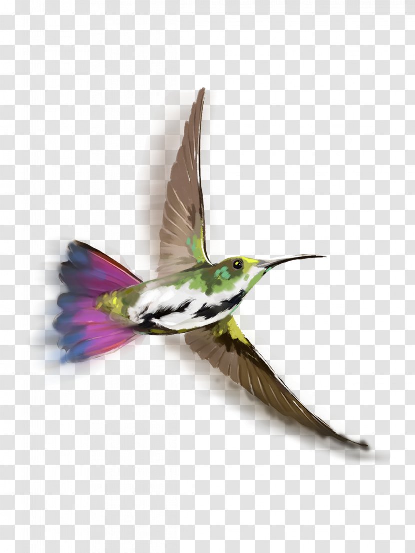 Bird PicsArt Photo Studio Image Editing - Pollinator Transparent PNG