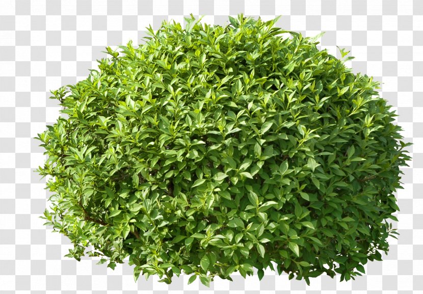 Hedge Trimmer Pruning Shrub Treelet - Leaf Vegetable Transparent PNG