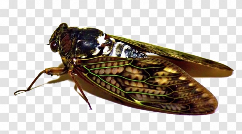 Graptopsaltria Nigrofuscata Insect Cicadidae - Tree - Flies Insects Transparent PNG
