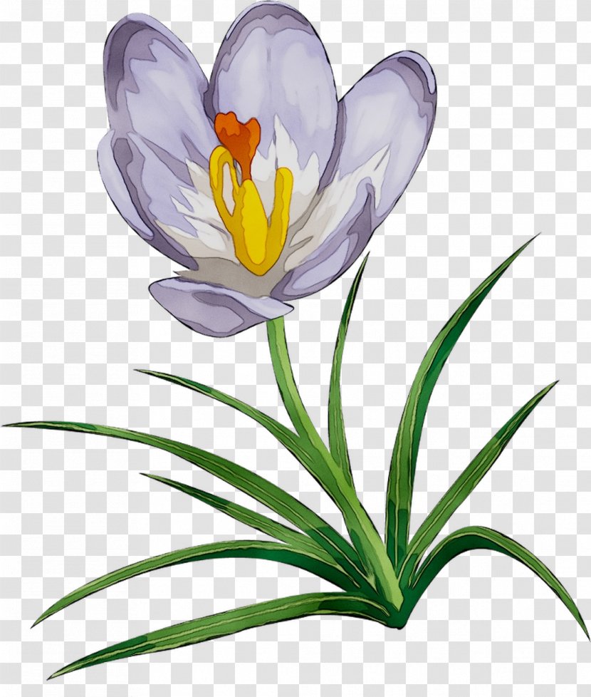 Crocus Herbaceous Plant Stem Plants - Flowering Transparent PNG