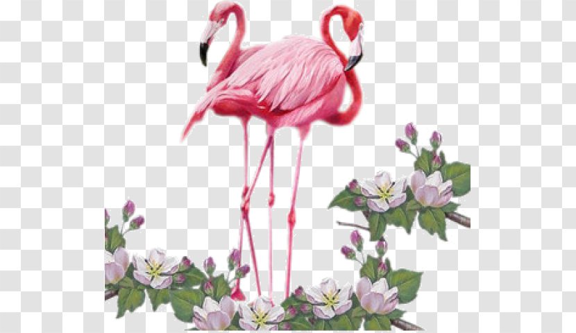 Bird Greater Flamingo Clip Art - Giphy Transparent PNG
