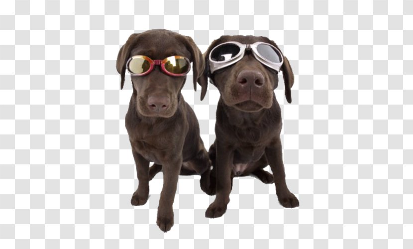 Doggles Laughing Dog Day Care Eyewear Goggles - Sunglasses Transparent PNG