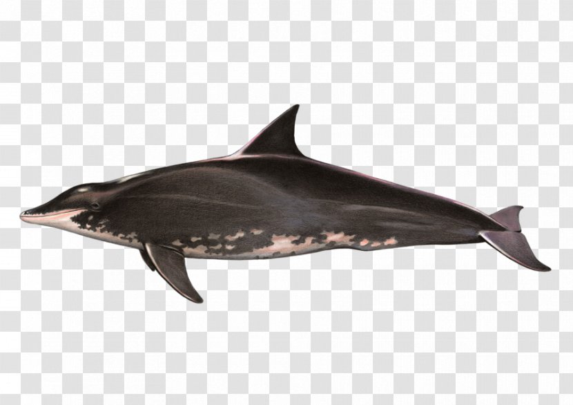 Tucuxi Rough-toothed Dolphin Toothed Whale Common Bottlenose Short-beaked - Marine Fish Transparent PNG