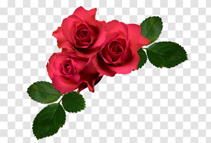 Garden Roses Cabbage Rose Floribunda French - Cut Flowers - Red Transparent PNG