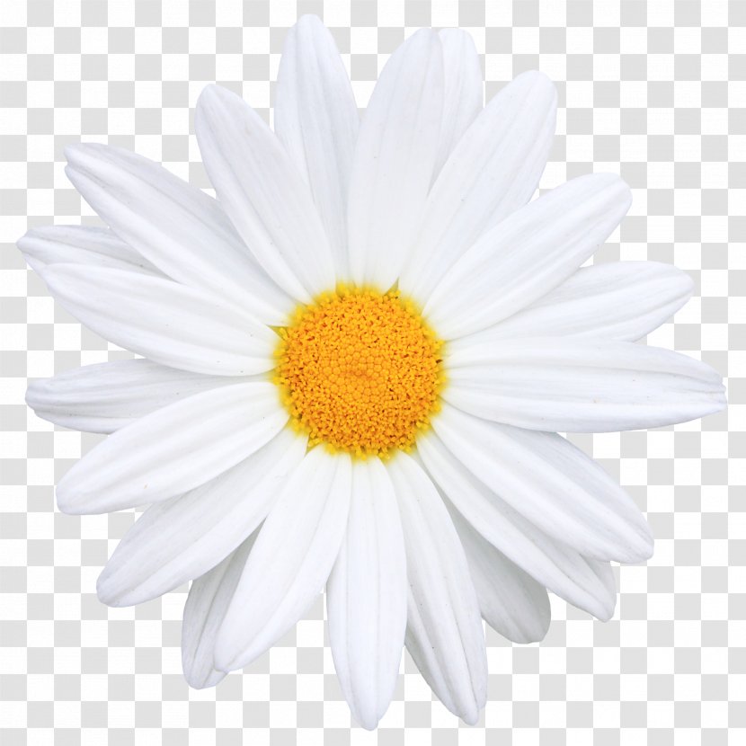Flower Common Daisy Icon - Gerbera - Creative Bouquet Of Flowers Image Transparent PNG