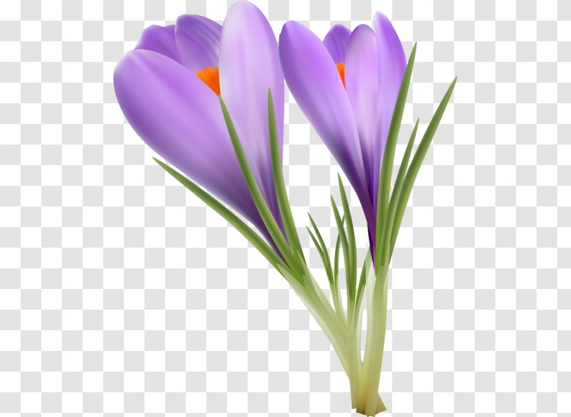 Crocus Saffron Qaen - Seed Plant Transparent PNG