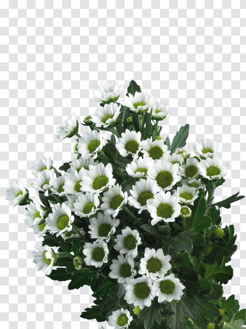 Cut Flowers Floral Design Chrysanthemum Limonium - White Transparent PNG