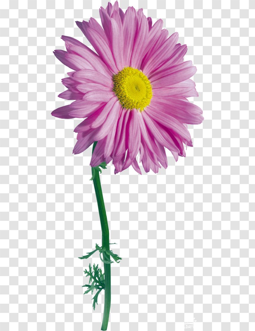 Flower Drawing Photography Clip Art - Flowering Plant Transparent PNG