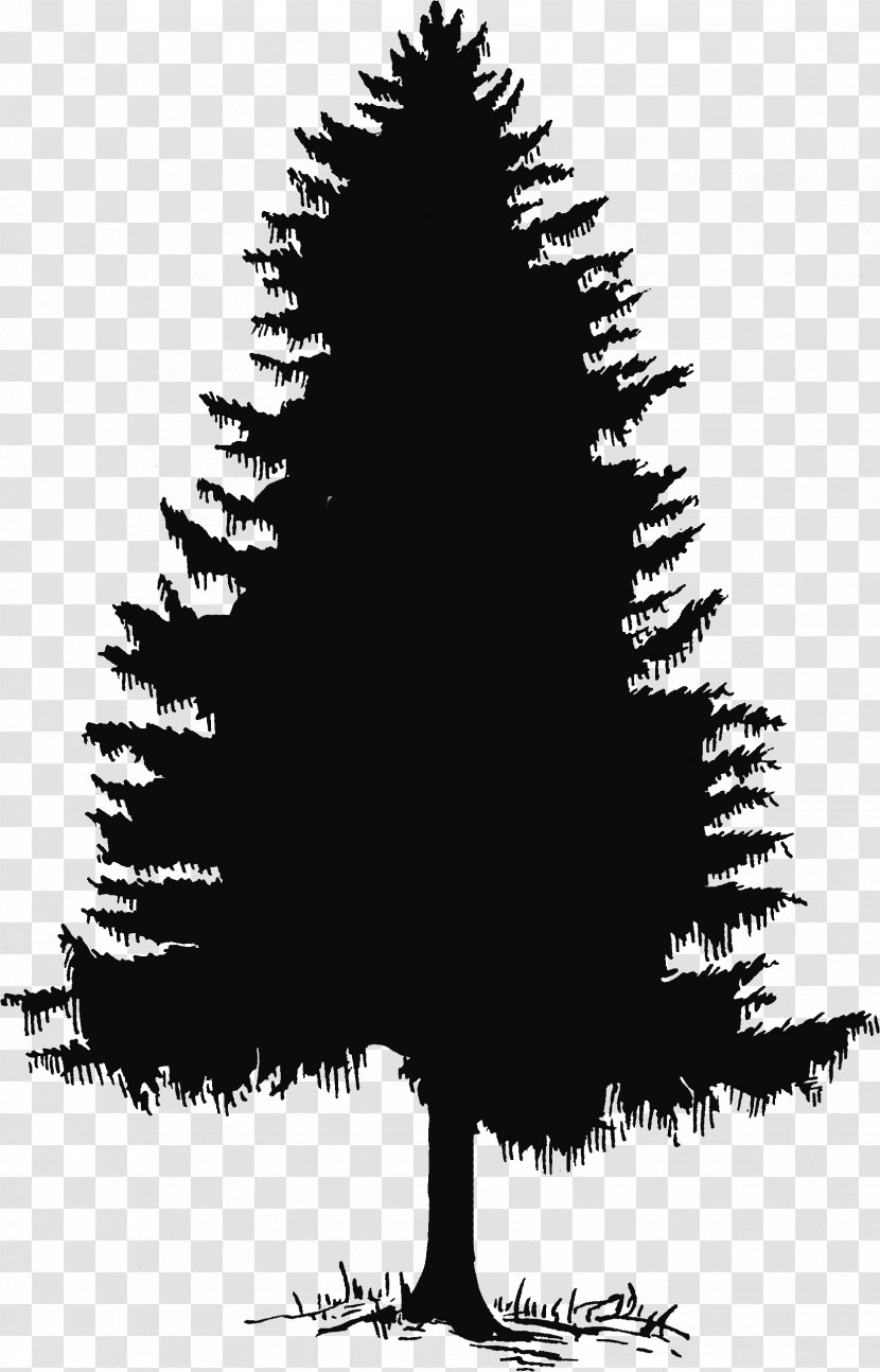 Evergreen Tree Pine Silhouette Clip Art - Conifer - Cedar Cliparts Transparent PNG