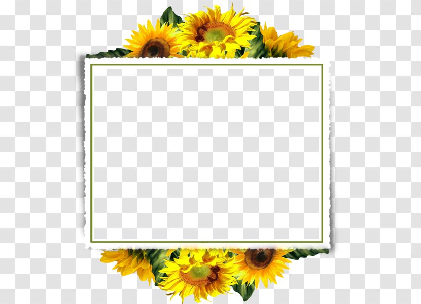 Common Sunflower Picture Frames Clip Art - Painting - Square Border Transparent PNG
