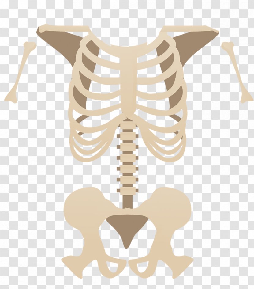 Alt Attribute Bone Skeleton Facebook - Home Page Transparent PNG