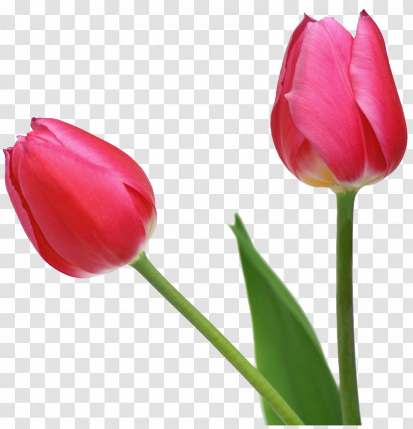 Tulip Flower - Cut Flowers - Image Transparent PNG