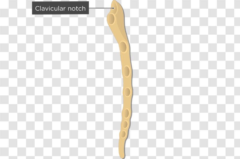 Sternum Clavicle Suprasternal Notch Human Body Bone - Silhouette - Foot Anatomy Transparent PNG