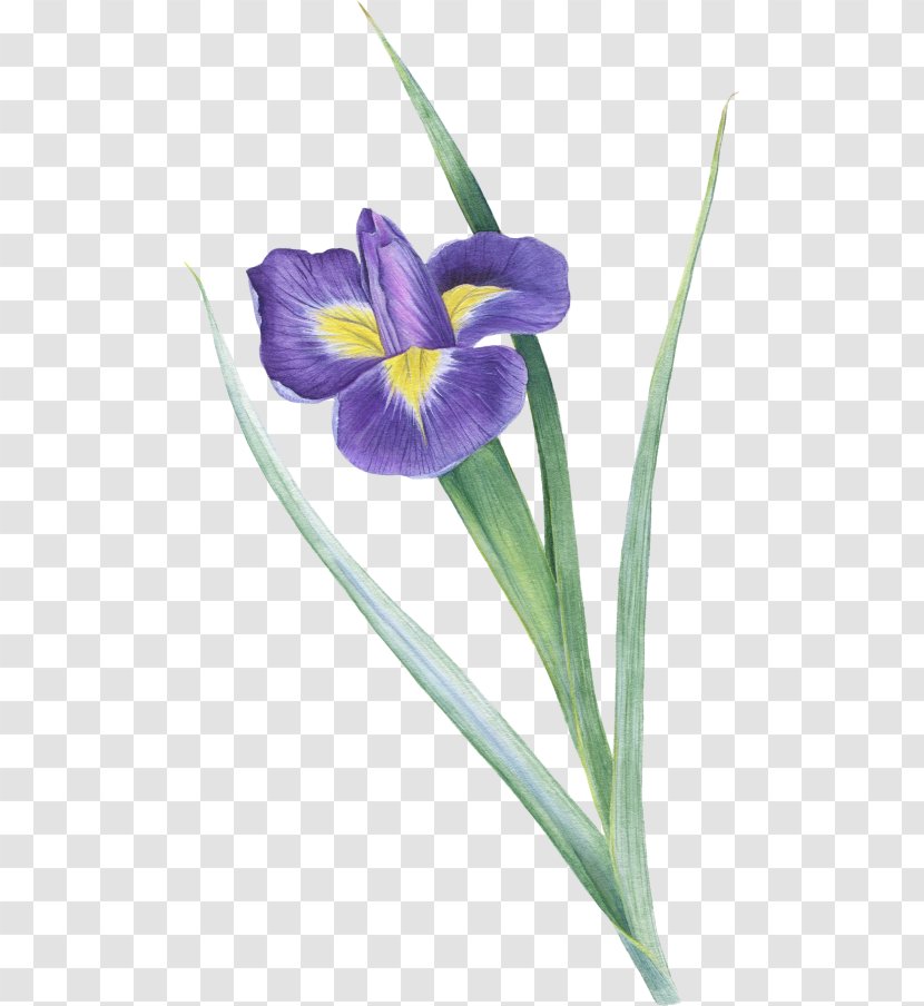 Northern Blue Flag Crocus Plant Stem Irises Transparent PNG