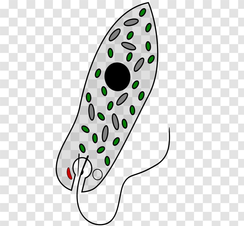 Euglena Viridis Chloroplast Mixotroph Unicellular Organism Euglenozoa Transparent PNG