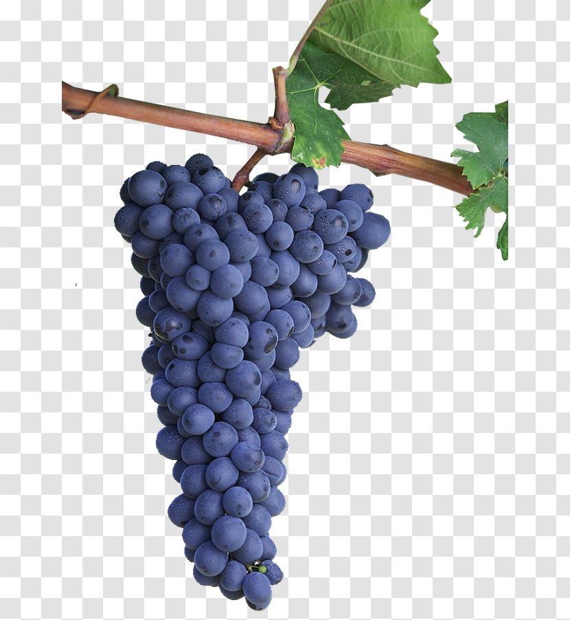 Friuli Red Wine Refosco Dal Peduncolo Rosso - Friulivenezia Giulia - Grape Transparent PNG