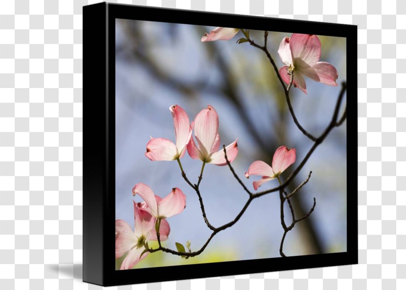 Cherry Blossom Spring Photography Picture Frames - Stau150 Minvuncnr Ad - Glossy Butterflys Transparent PNG