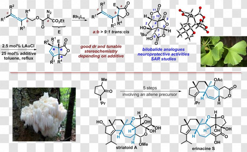 Medicinal Plants Chemistry Chemical Synthesis Diagram - Watercolor - Plant Transparent PNG