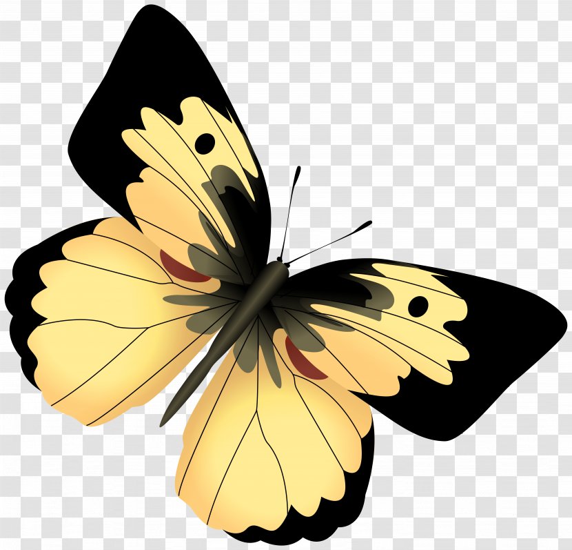 Monarch Butterfly Yellow Clip Art - Rose - And Black Clipart Image Transparent PNG