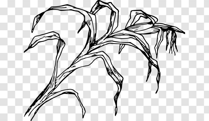 Black And White Flower - Wildlife - Plant Stem Herbaceous Transparent PNG