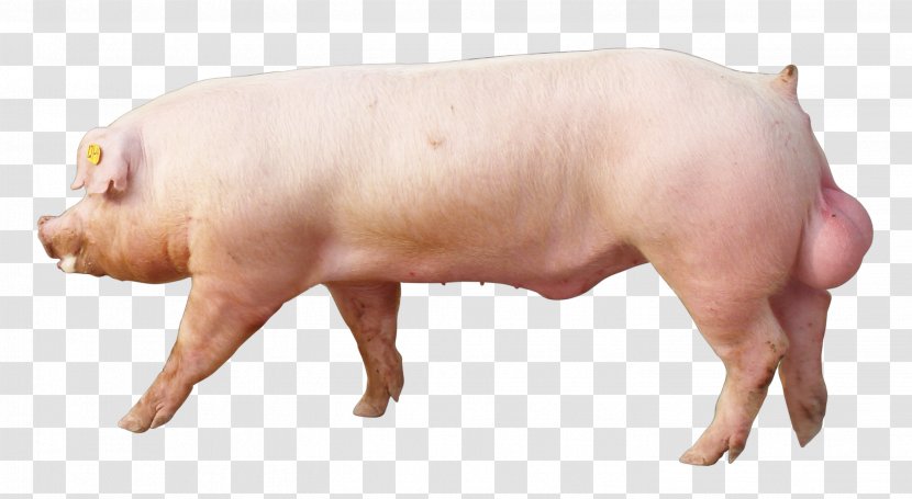 Domestic Pig Pig's Ear Snout Transparent PNG