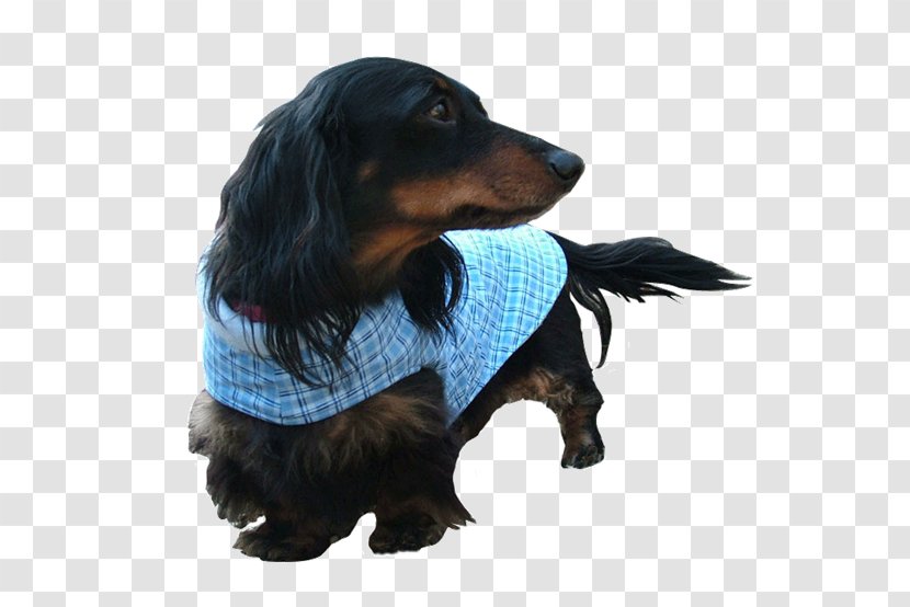 Dog Breed Boykin Spaniel Dachshund Puppy Companion Transparent PNG