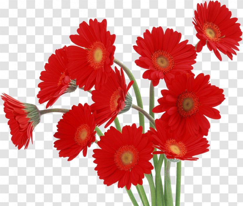 Transvaal Daisy Flower Desktop Wallpaper High-definition Television Red - Flowering Plant - Gerbera Transparent PNG