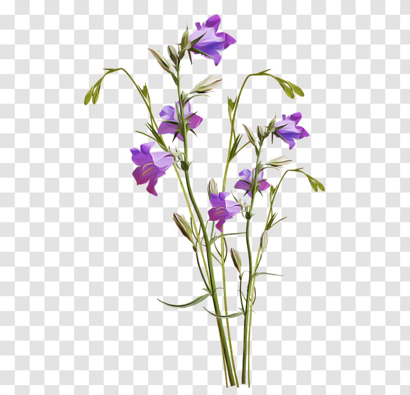 Flower Flowering Plant Violet Bellflower - Pedicel Balloon Transparent PNG