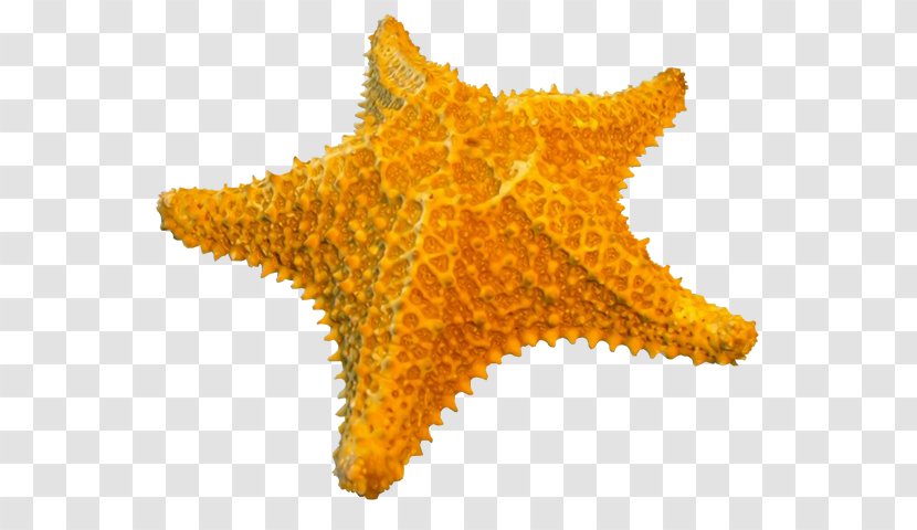 Starfish - Animal - Marine Invertebrates Transparent PNG