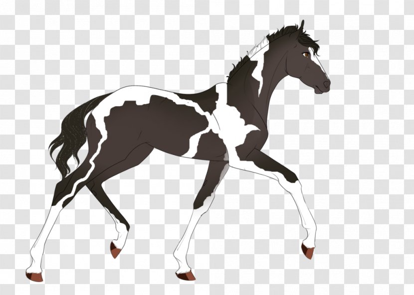 Stallion Foal Mustang Colt Halter - Equestrian Transparent PNG