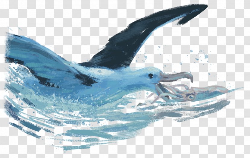 Marine Mammal Sea Bird Squid Dolphin - Whales Dolphins And Porpoises Transparent PNG