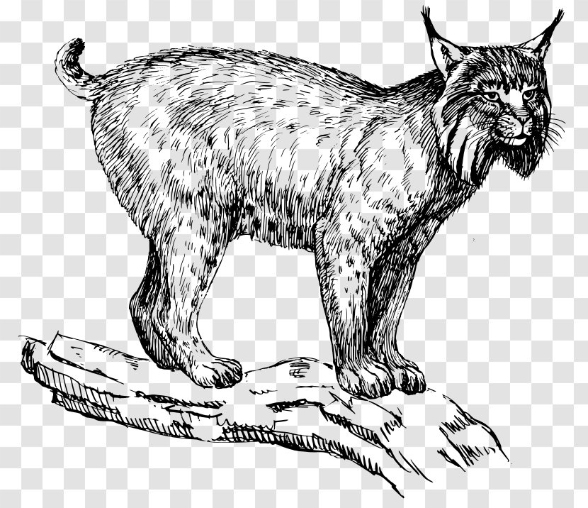 Eurasian Lynx Wildcat Felidae Clip Art - Cougar Transparent PNG
