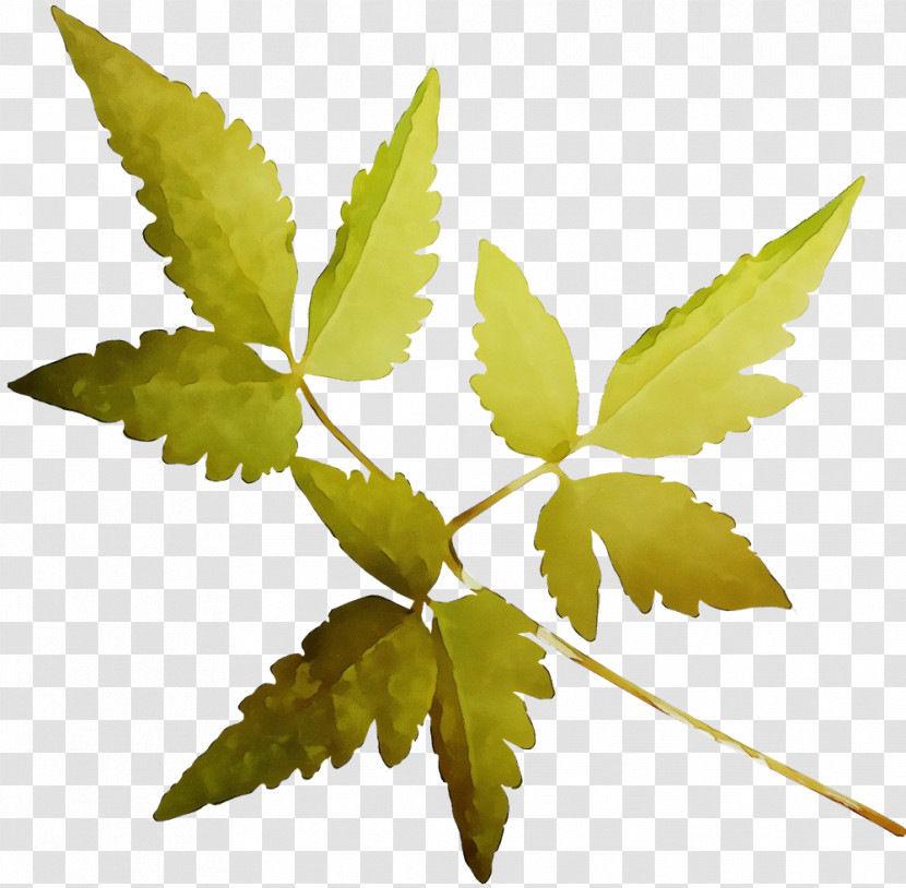 Twig Plant Stem Leaf Plants Plant Structure Transparent PNG