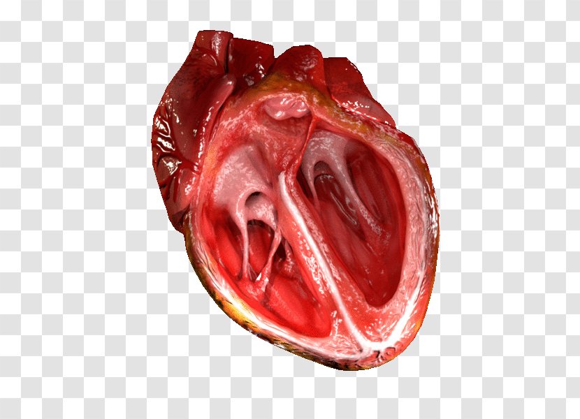 Heart Valve Ventricle Human Body Blood Vessel - Flower Transparent PNG