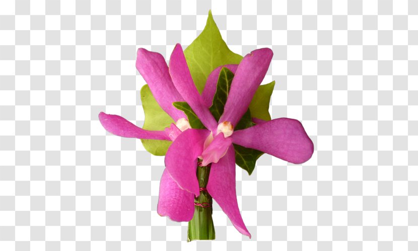 Cattleya Orchids Cut Flowers Plant Stem Herbaceous - Pink Transparent PNG