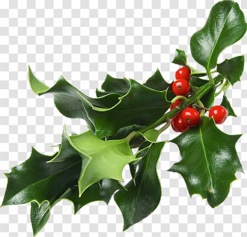 Christmas And Holiday Season Mistletoe Decoration Gift Transparent PNG