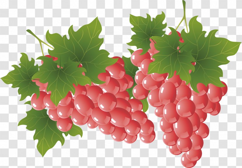 Fruit Banana Grape Euclidean Vector - Grapevine Family - Red Grapes Exquisite Hand-painted Decoration Transparent PNG