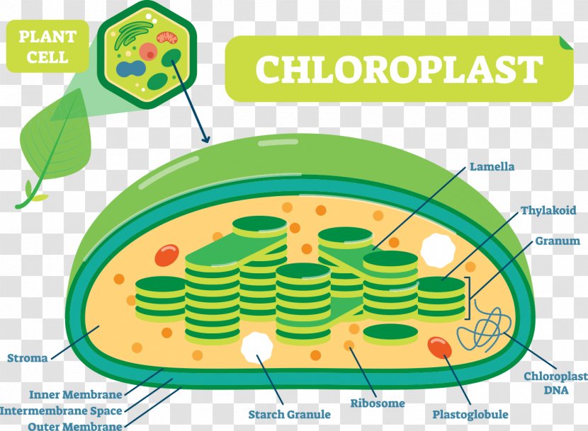 Plant Structure Cell Chloroplast Plants Diagram Transparent PNG