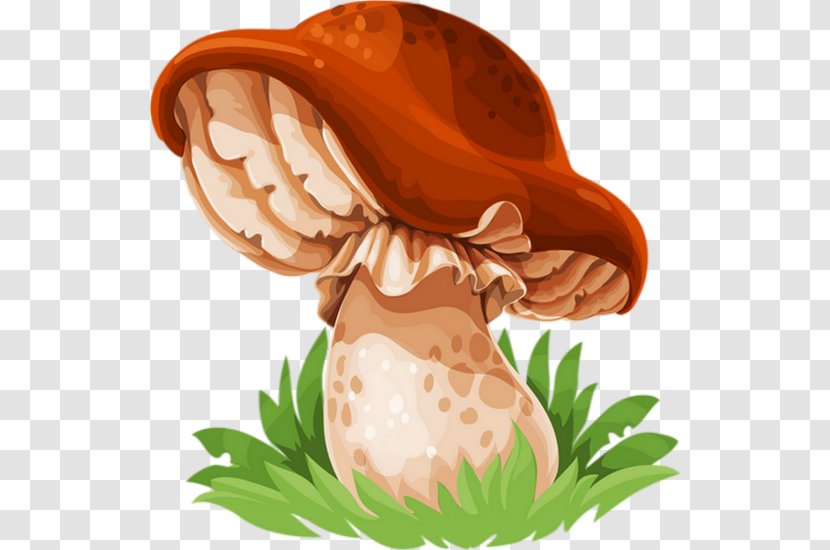 Edible Mushroom Drawing Festival Fungus Transparent PNG