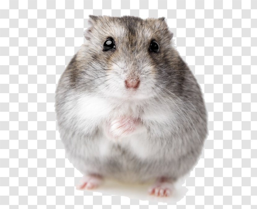 Djungarian Hamster Wallpaper Pattern Pet - Animal - Hamsters Transparent PNG