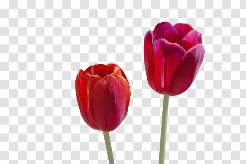 Tulip Flower Petal Red Pink Transparent PNG