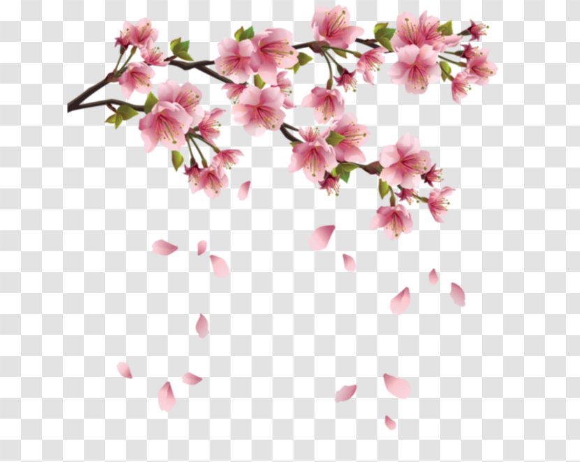 Cherry Blossom Japan - Petal Transparent PNG