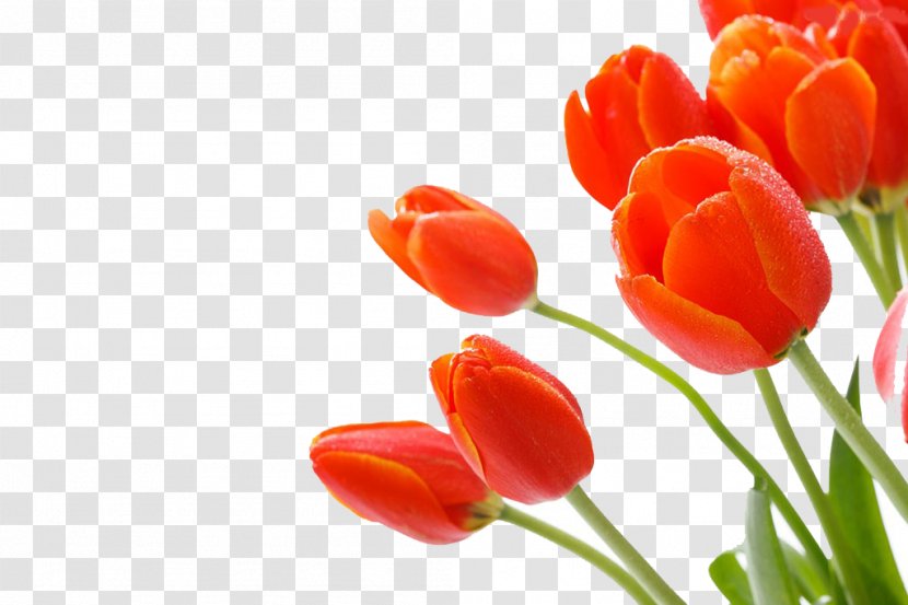 Tulip Cut Flowers - Poisoning - Photography,HD,tulip Transparent PNG