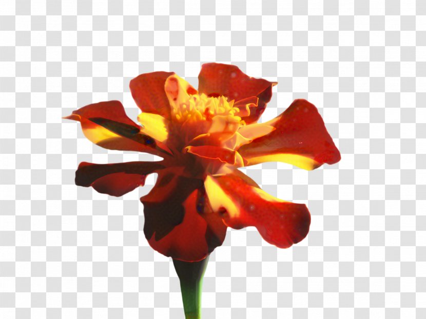Lily Flower Cartoon - Belladonna - Wildflower Amaryllis Transparent PNG