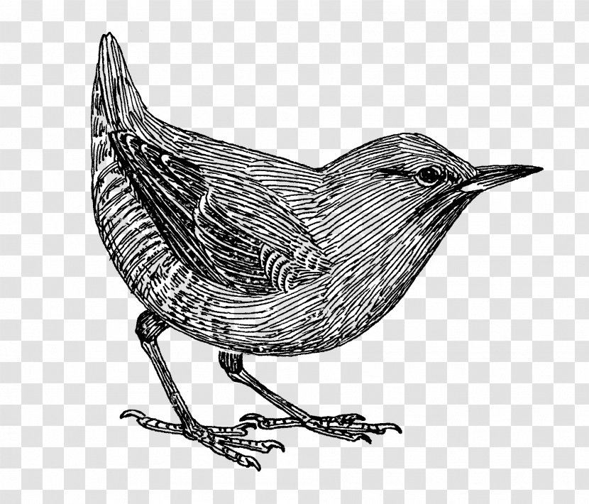 Common Blackbird Drawing Beak Clip Art - Wren - Bird Transparent PNG