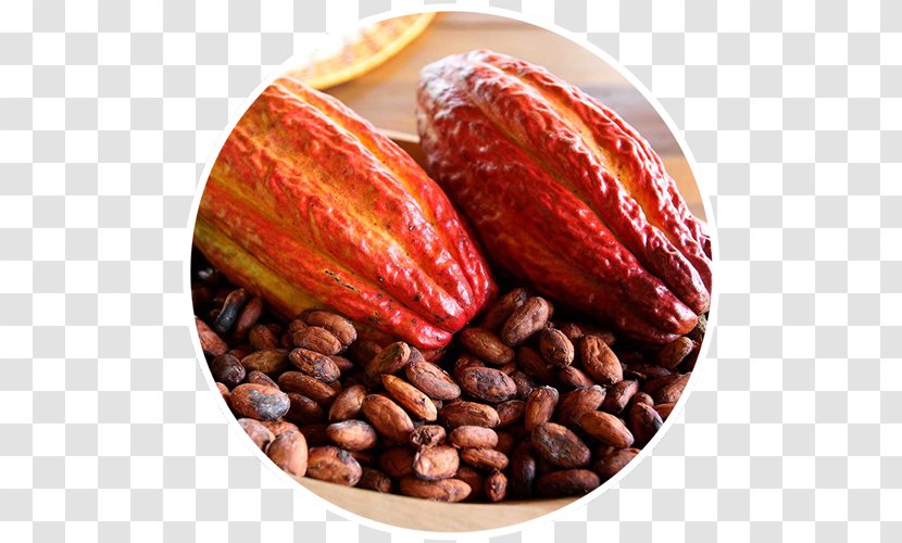 Cacao Tree Chocolate Food Cocoa Bean Bitterness - Nestle Transparent PNG
